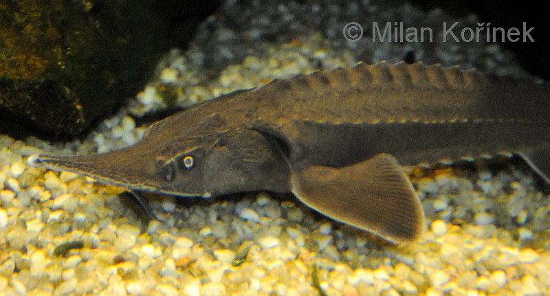 Бізде жалаңаш фотолар бар